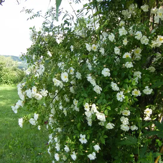 Alb sau alb mixt - trandafiri tîrîtori și cățărători, Rambler
